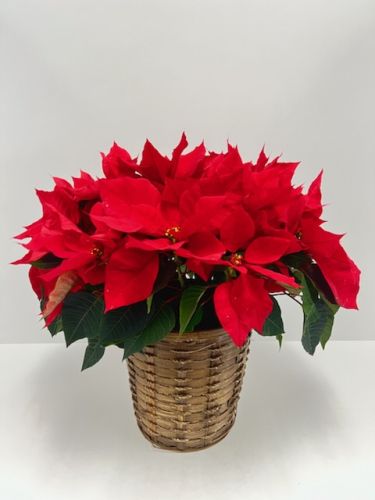 Red Poinsettia 8 Inch in Basket