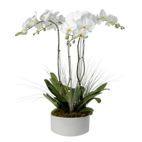 Quad Stem White Phalaenopsis Orchid 