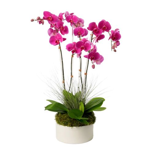 Four Stem Purple Phalaenopsis Orchid 
