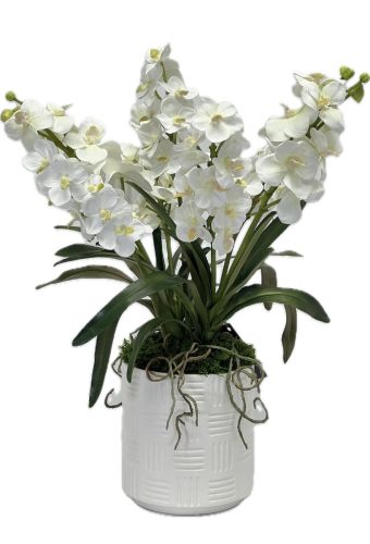 White Vanda Orchid Arrangement