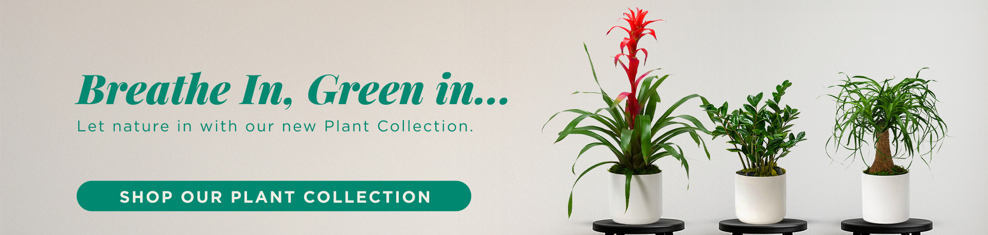 Plant Collection