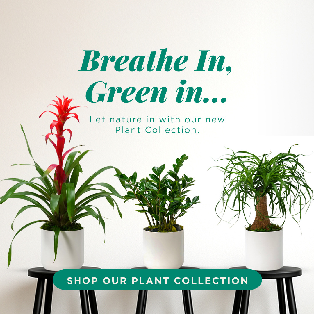 Plant Collection